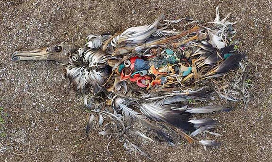 Øen Midway midt i Stillehavet er hjemsted for Albatrossen. Her dør mange tusind baby-albatrosser hvert år, med maven fuld af plastikaffald fra Pacific Garbage Patch. Foto: Chris Jordan