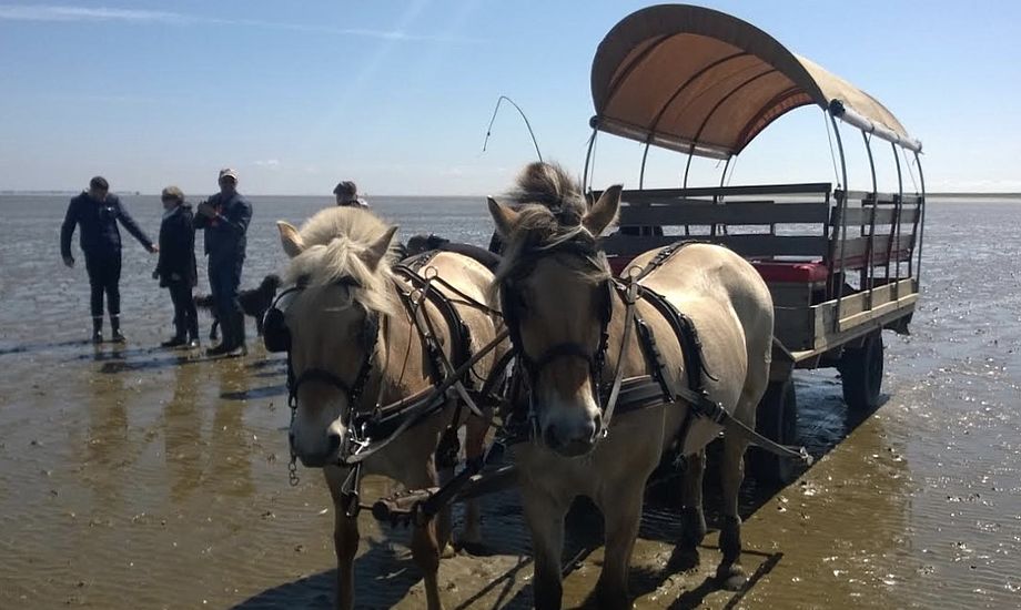 En af de danske småøers unikke oplevelser er østerssafari med hestevogn på Mandø. Foto: Mandø Event