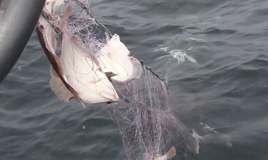 Ny undersøgelse skal skabe klarhed over mængderne af tabt fiskegrej i dansk farvand. Foto: YouTube