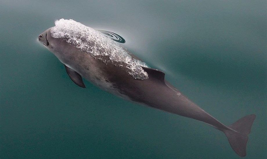 Danmarks Naturfredningsforening frygter konsekvenserne for dyrelivet, hvis stor marina i Nyborg anlægges.