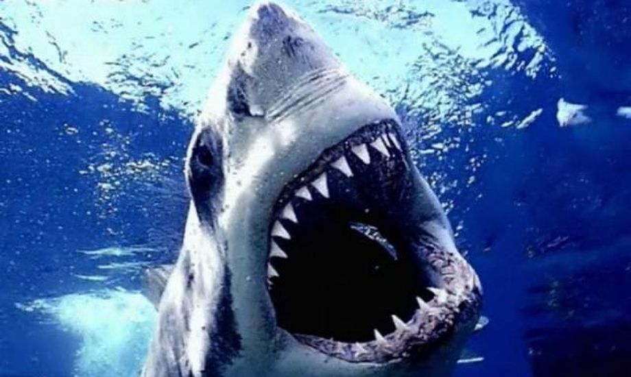 Hajen menes at være en hvidhaj, fordi den ifølge Bedford havde et 'enormt stort hoved'