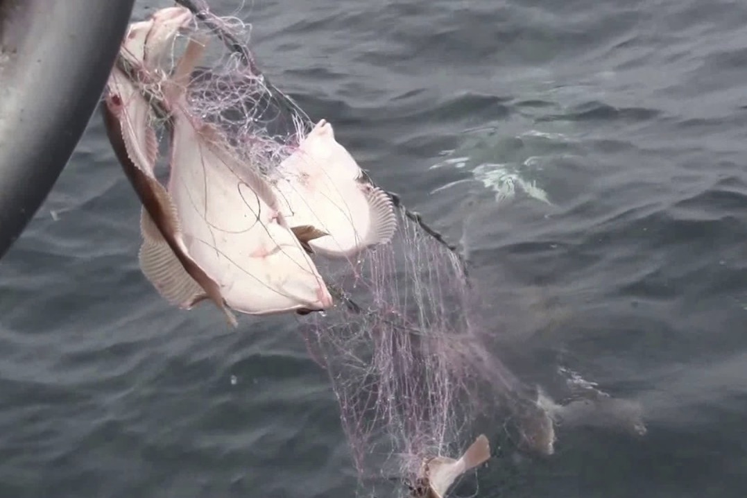 Ny undersøgelse skal skabe klarhed over mængderne af tabt fiskegrej i dansk farvand. Foto: YouTube