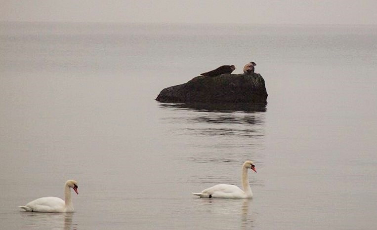 Du behøver ikke tage på sælsafari, du kan bare køre langs strandvejen ved Rungsted. Foto: Lars Erstad-Jensen